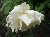Cl. Mrs. Herbert Stevens